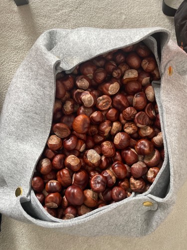 conkers