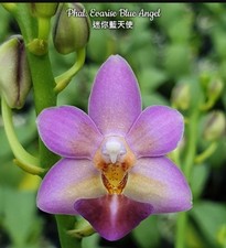 Phalaenopsis Evarise Blue Angel Orchid Plant