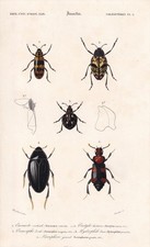 1861 WATER BEETLES Print - Hand-Coloured Antique Wall Art - 5.75 x 9.75 Inches