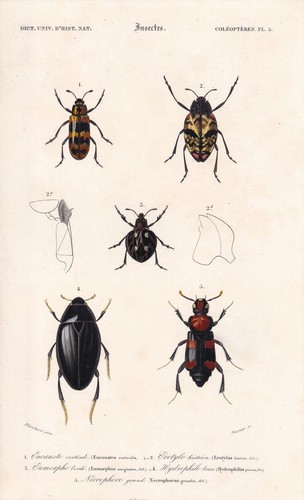 1861 water beetles - water,