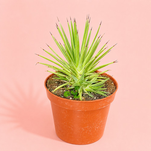 Agave stricta nana - 'nana', in