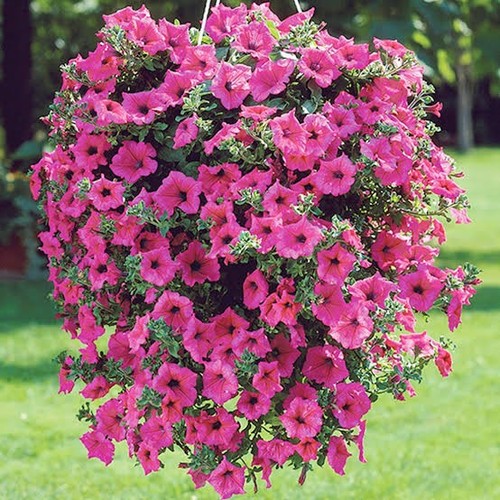 Petunia rose heaven - rose, of