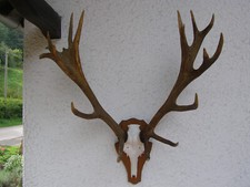 Deer Antlers. Red Deer