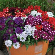Verbena 'Quartz Mixed' - Early