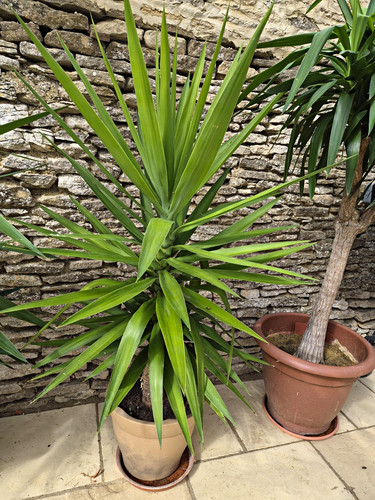 Large potted green yucca - potted,