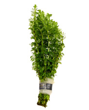 Limnophila Sessiliflora "Ambulia" Bunch Live Aquarium Aquatic Tropical Plants