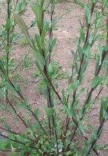 Dark Dicks Willow Cuttings to