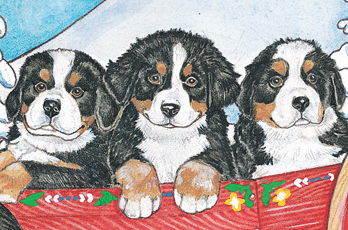 Bernese mountain dog - bernese,