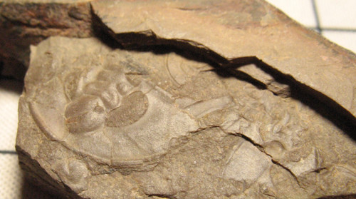 Cambrian paedeumias nevadensis - cambrian,