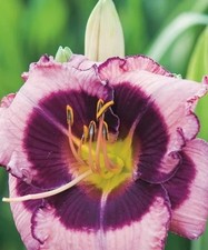 Hemerocallis Macbeth 9cm Pot Hardy Very Easy to grow Outdoor grown