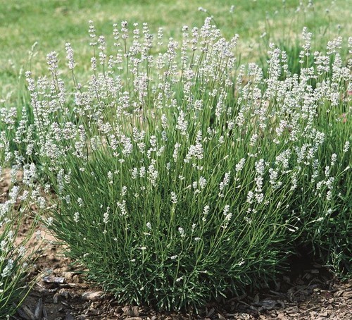 Lavender white angustifolia - lavender,