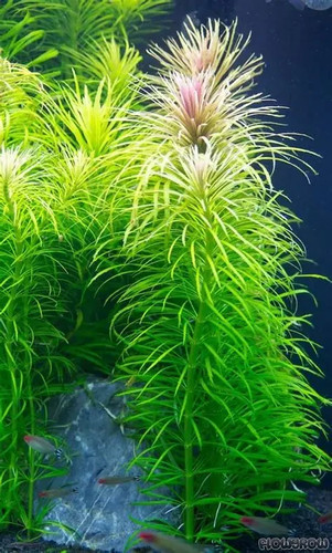 Pogostemon octopus tropical - pogostemon,