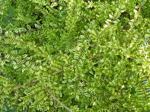 Lonicera nitida lemon beauty - lonicera,