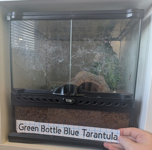 Green bottle blue tarantula - blue,