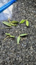 Hoya Plant Bundle