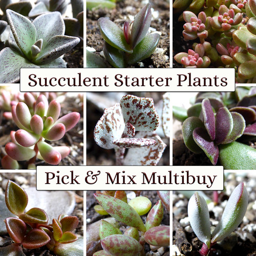 Succulent starter plant - starter,