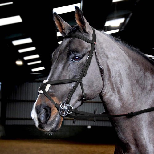John whitaker horse - ready, to