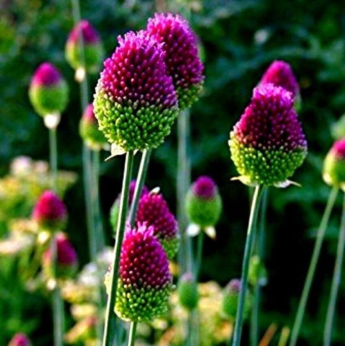 Allium drumstick - 8, x