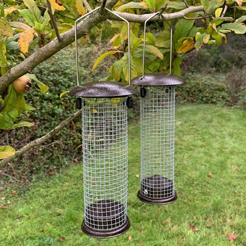 Hanging nut peanut - nut,