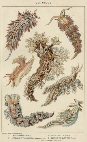 Nudibranchs sea slugs - nudibranchs,,