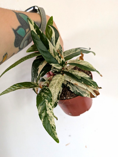 Damaged ficus sagittata - ficus,