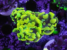 2 Head Gold hammer Coral Marine Aquarium Lps Hard Coral