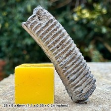 Myliobatis striatus eagle ray