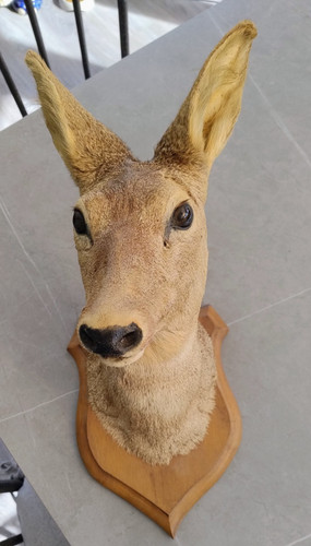 French taxidermy roe deer - french,