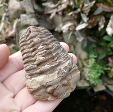 Genuine Fossil Calymene