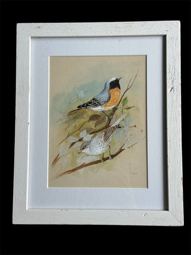 Original 1952 bird painting - original,