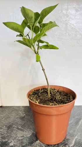 Syringa vulgaris common - vulgaris,
