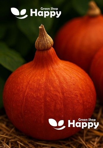 Vegetable squash seeds - 25,