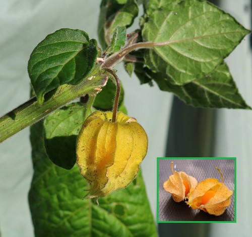 Cape gooseberry plant inca - cape,
