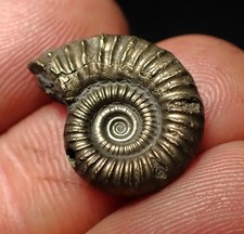Crucilobiceras pyrite ammonite