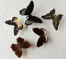  Butterfly Collection Set x5