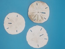 Sand Dollar Sea Urchin Shell fossil Madagascar Clypeasteroida jewellery craft 