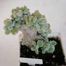 Exact Plant - Echeveria Pulvinata 'Frosty Cristata' Furry Crested succulent