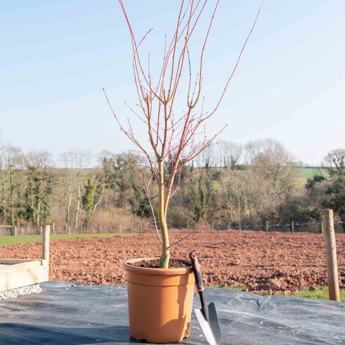 Japanese coral bark maple - coral-bark,
