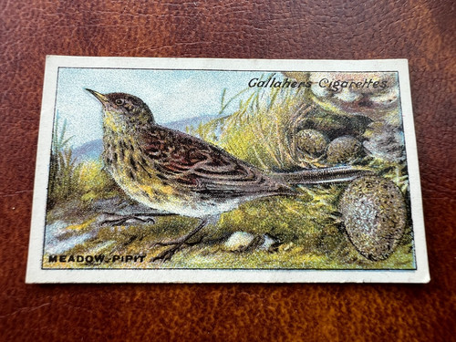 Gallaher birds nests - -,
