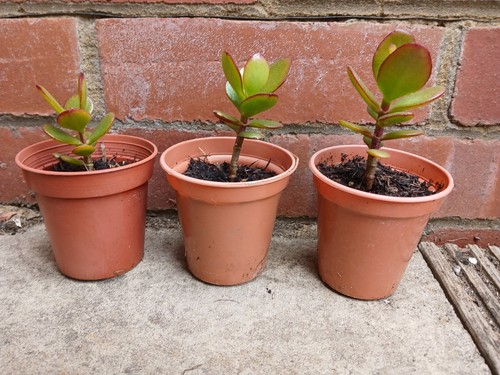 Established small money - 3,