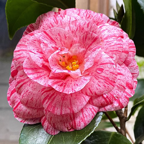 Camellia william bartlett - camellia,