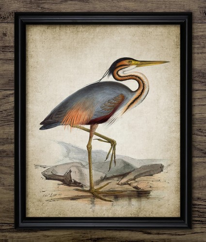 Vintage heron print fishing - heron, print,