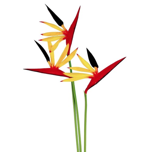 Eco bird paradise stem - eco,
