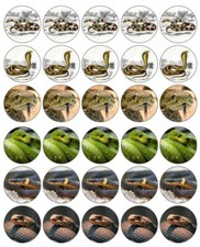 Snakes Cupcake Toppers Edible
