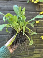 1 x HUGE bare root Centaurea montana hardy perennial cornflower plant 