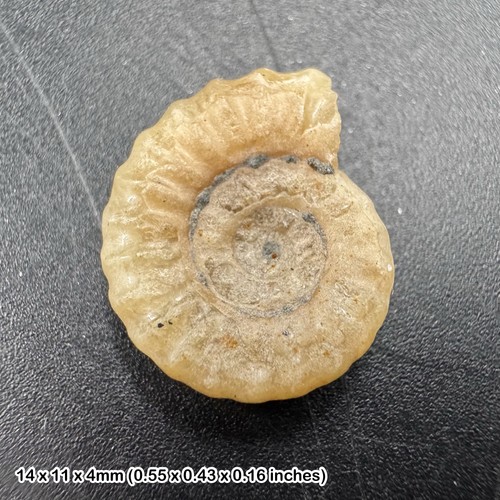 Charmouth promicroceras - charmouth,