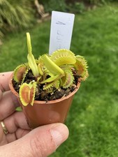 Venus Fly Trap, Dionaea