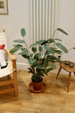 Ctenanthe setosa 'Compactstar'