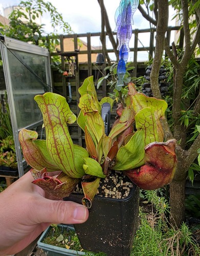 Sarracenia purpurea ssp - purpurea,