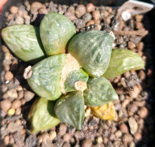 Ariocarpus furfuraceus - ariocarpus,